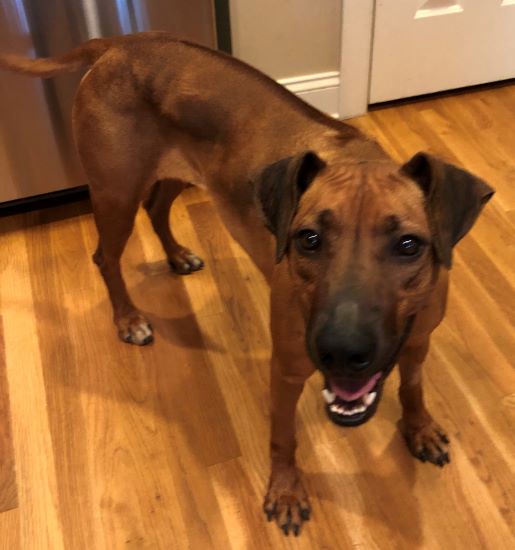 Rescue Success Story Rhodesian Ridgeback Rescue, Inc.