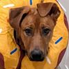 Rescue Dog