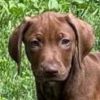 Rescue Dog