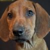 Rescue Dog