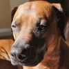 Rescue Dog