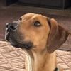Rescue Dog