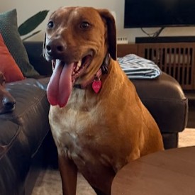 Ruff ID6139