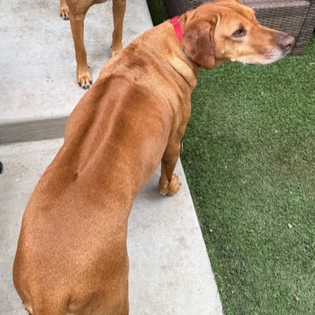 Ruff ID6139