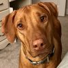 Rescue Dog