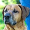 Rescue Dog