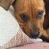 See Pictures of Clyde