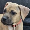 Rescue Dog