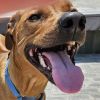 Rescue Dog