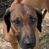 Rescue Dog