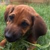 Rescue Dog