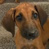 Rescue Dog