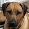 Rescue Dog
