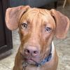 Rescue Dog