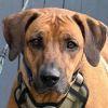 Rescue Dog