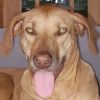 Rescue Dog