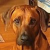 Rescue Dog